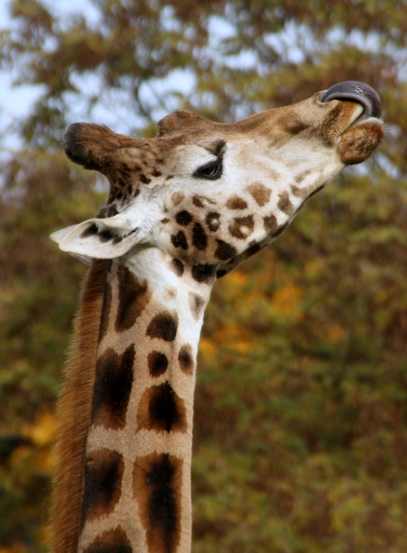 Giraffe