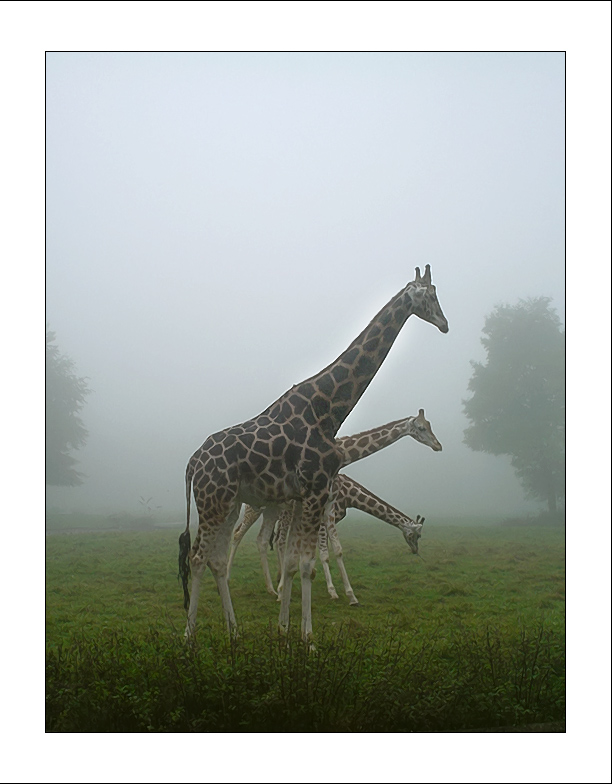 Giraffe