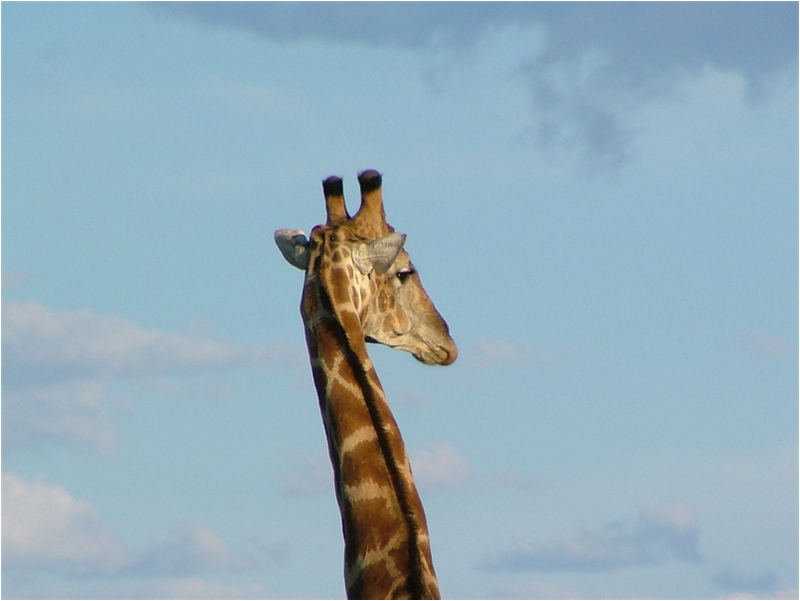 Giraffe