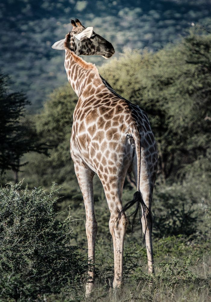 Giraffe