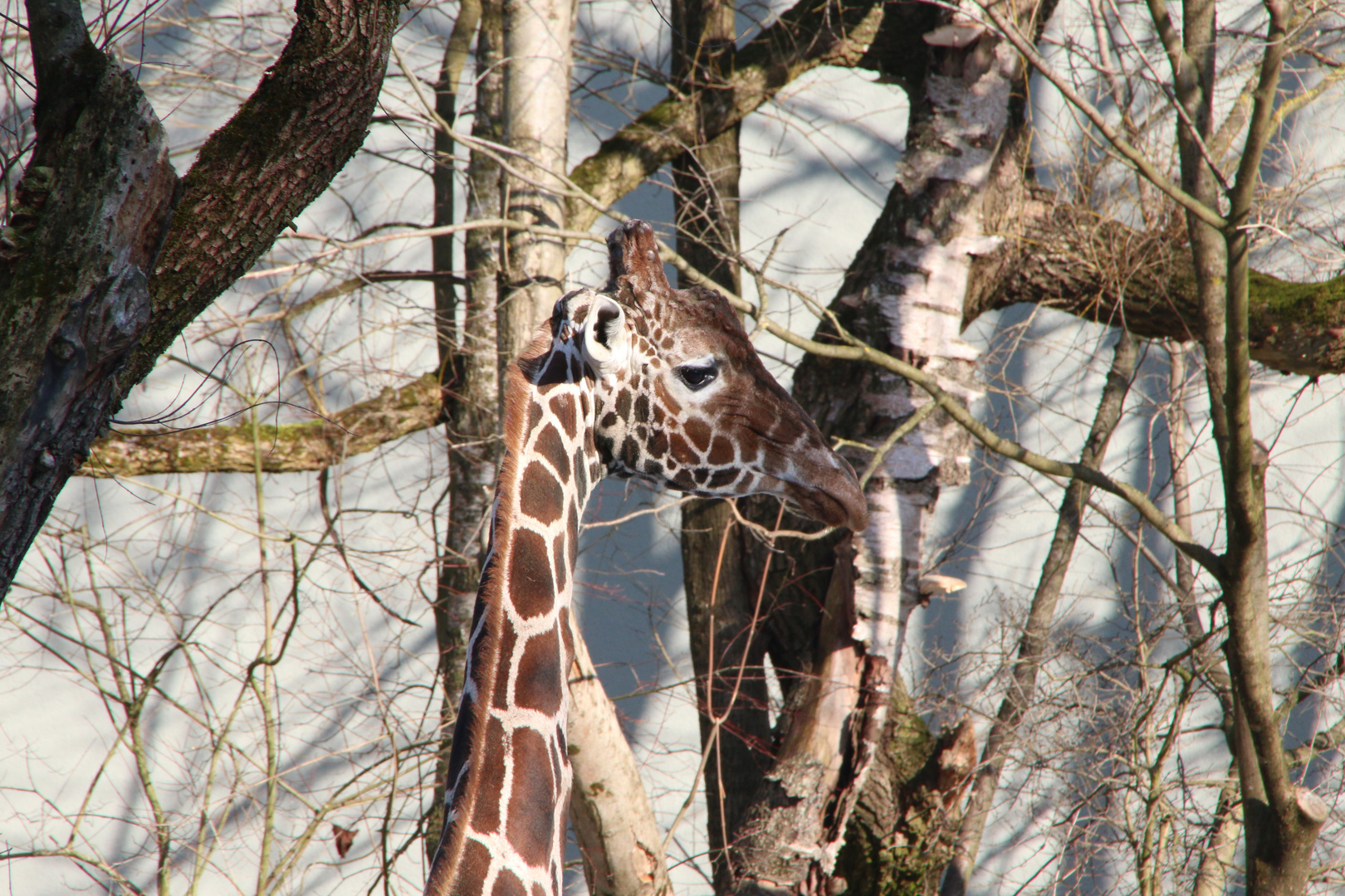 Giraffe