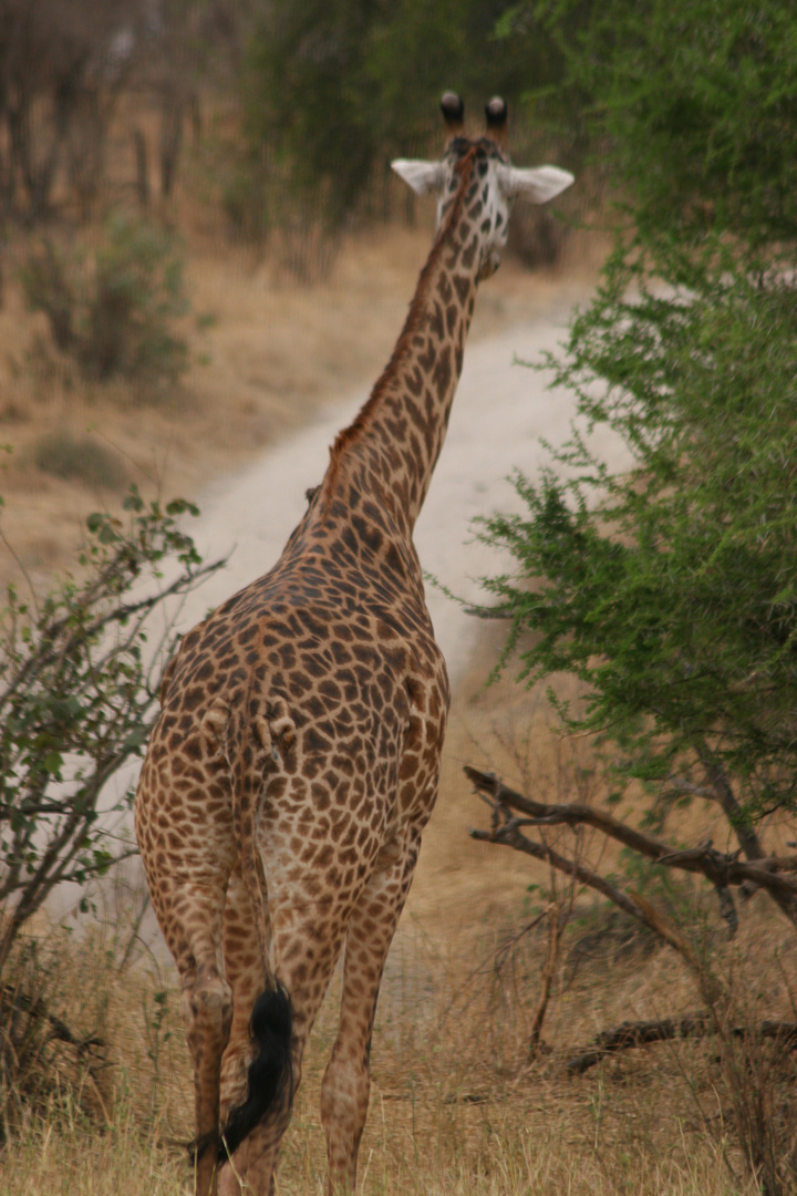 Giraffe