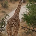 Giraffe