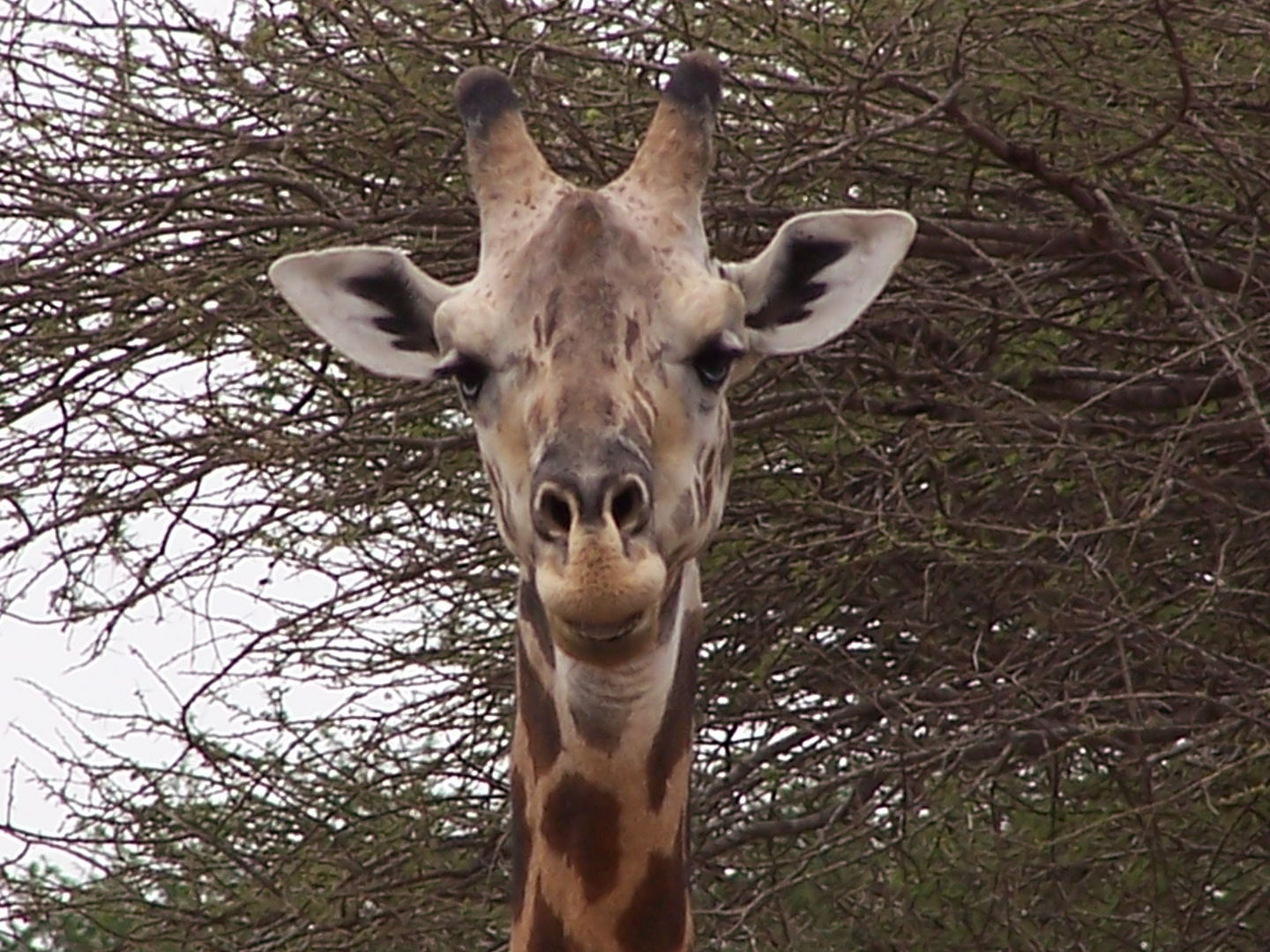 Giraffe