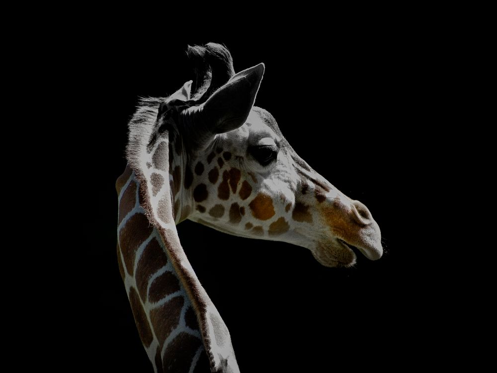 giraffe ...