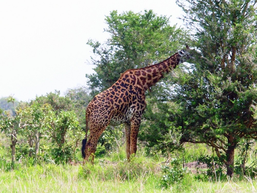 Giraffe