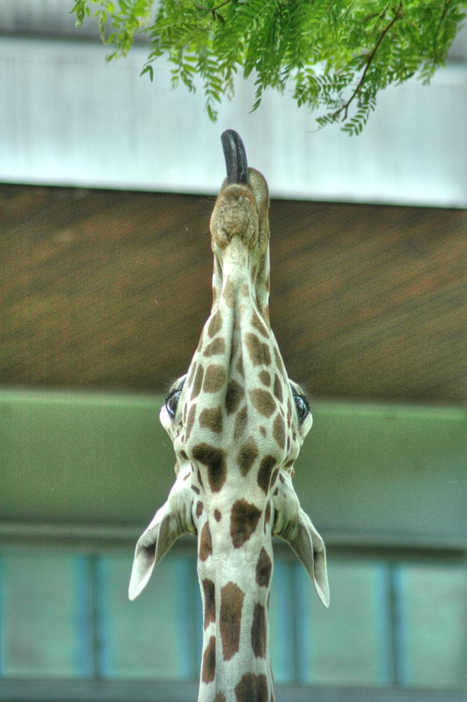 Giraffe