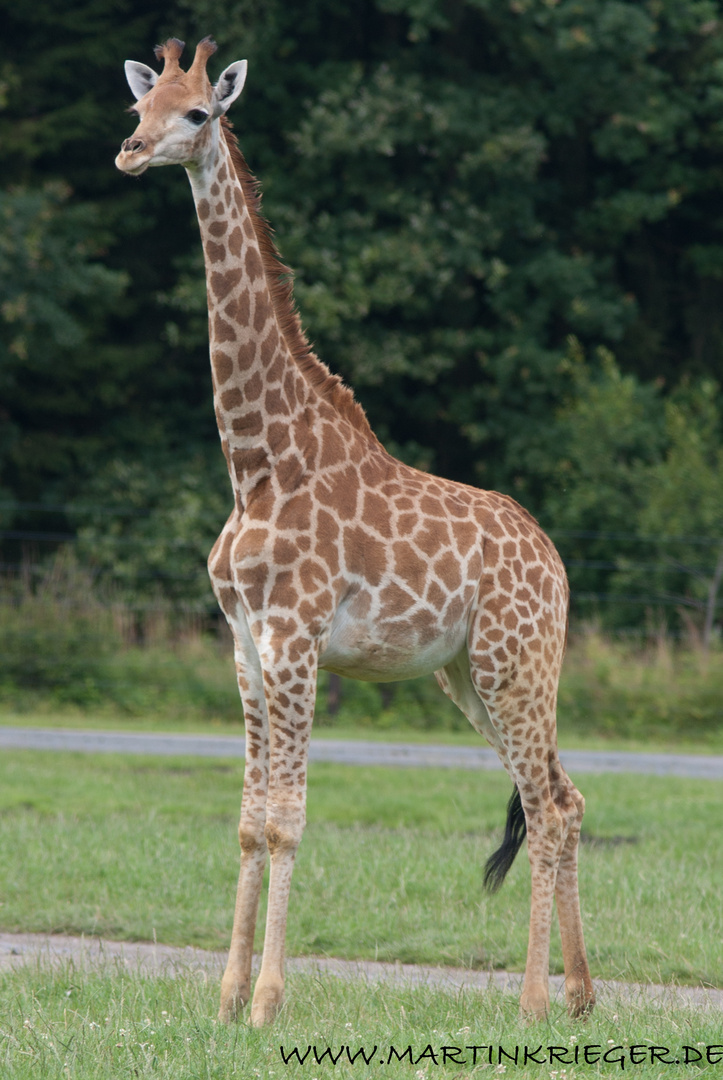 Giraffe