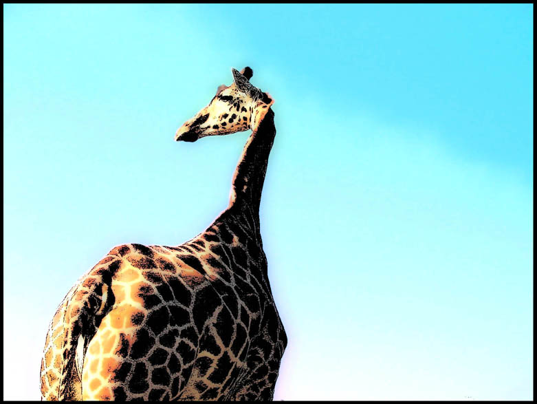 - Giraffe -