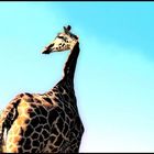 - Giraffe -