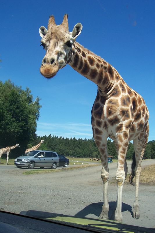 Giraffe