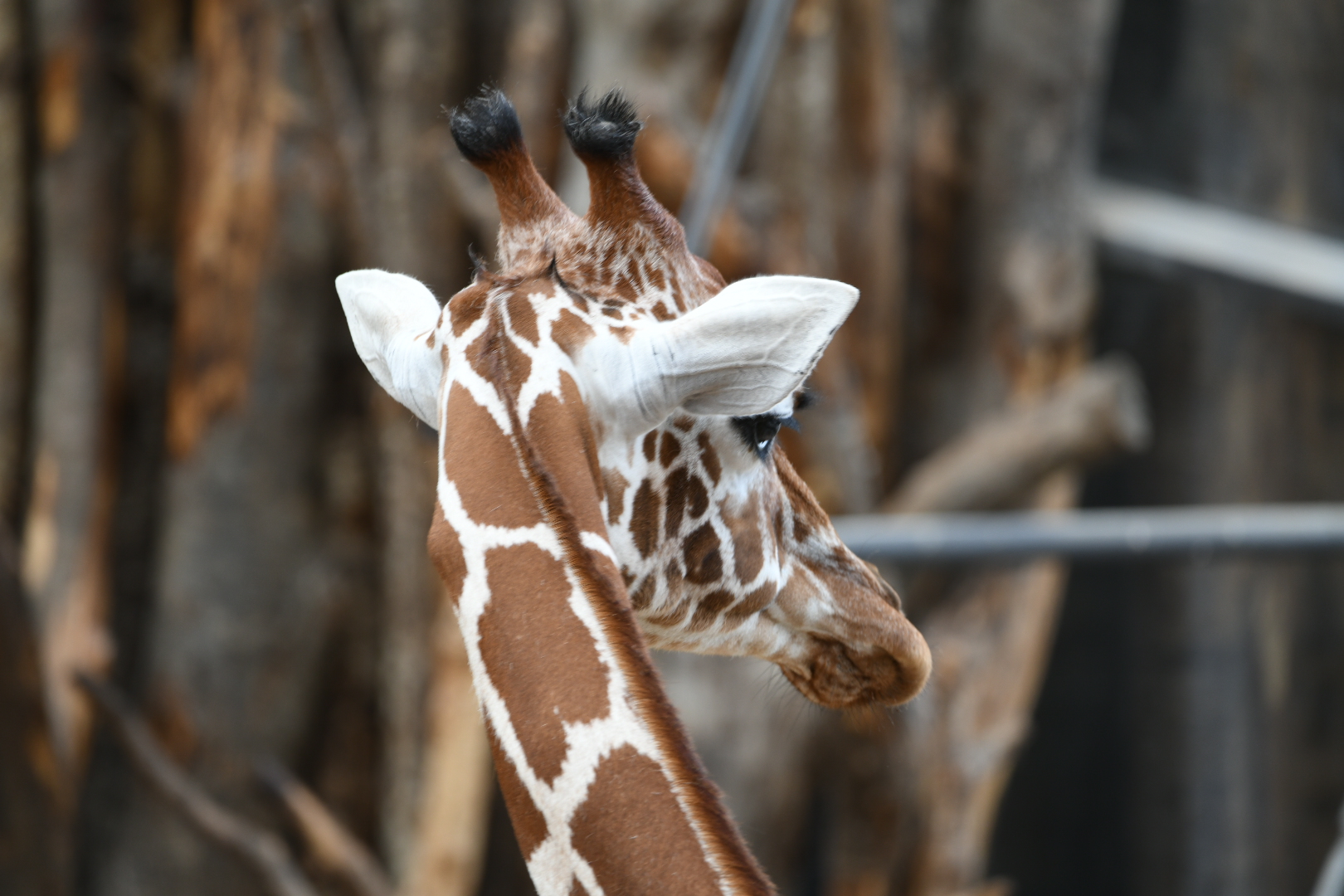 Giraffe 