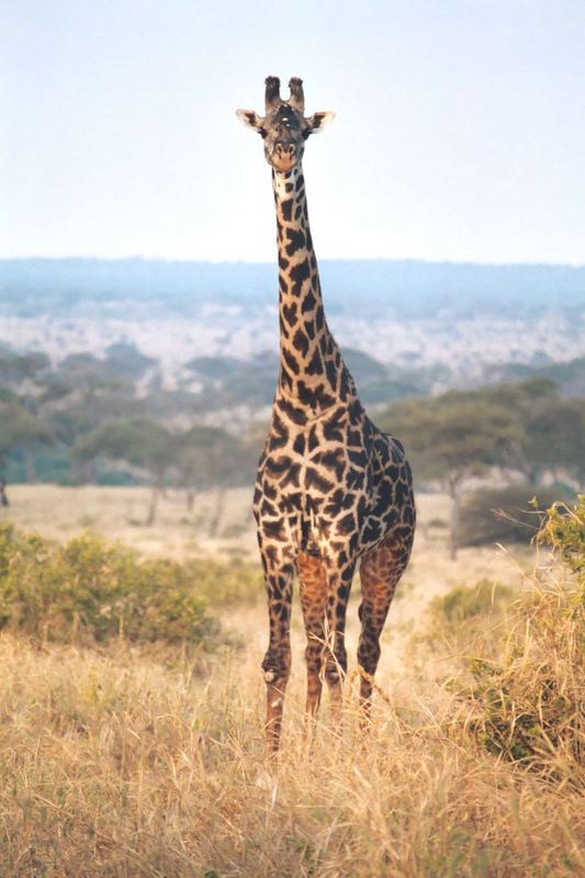 Giraffe