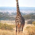 Giraffe