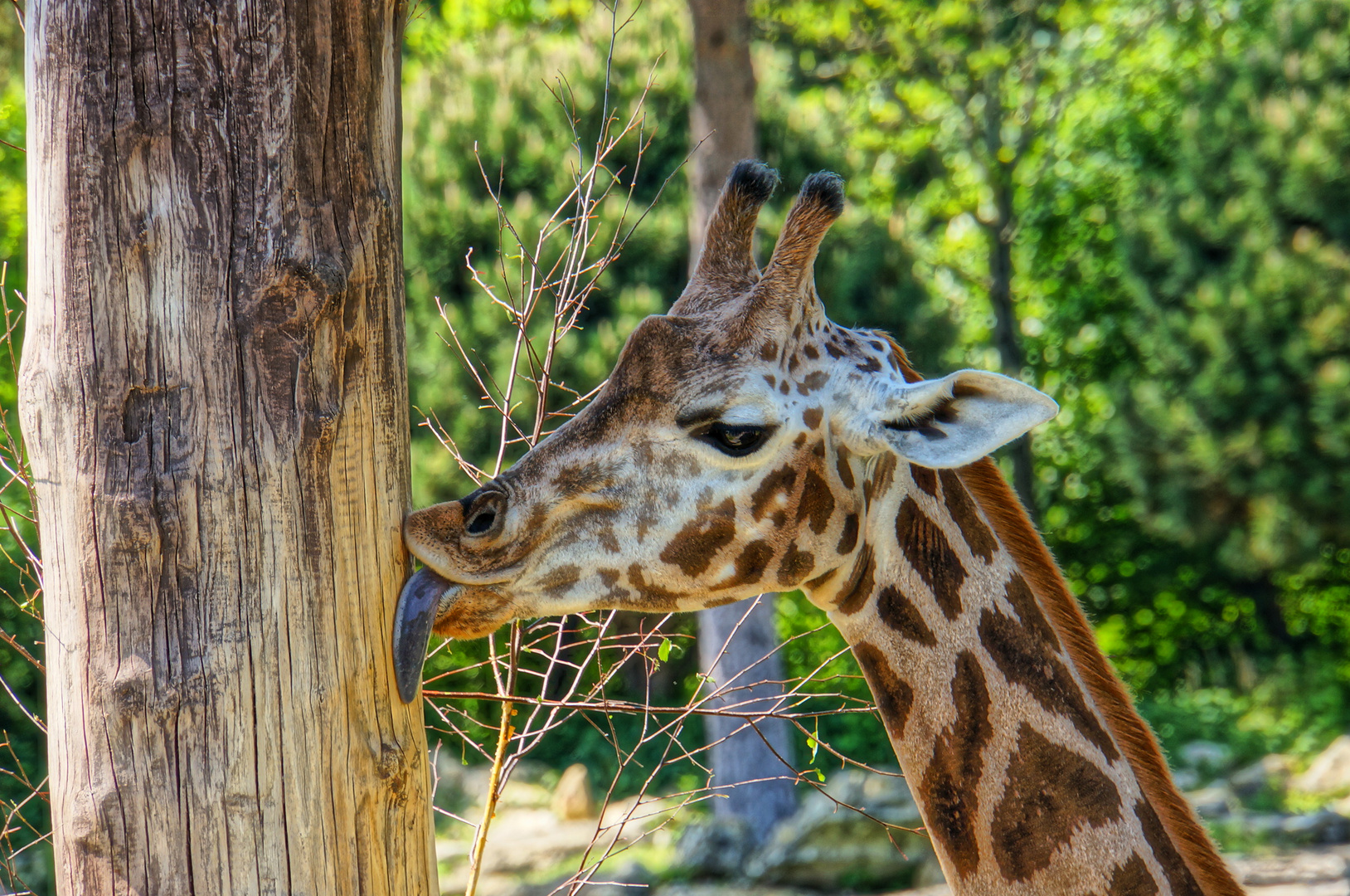 Giraffe