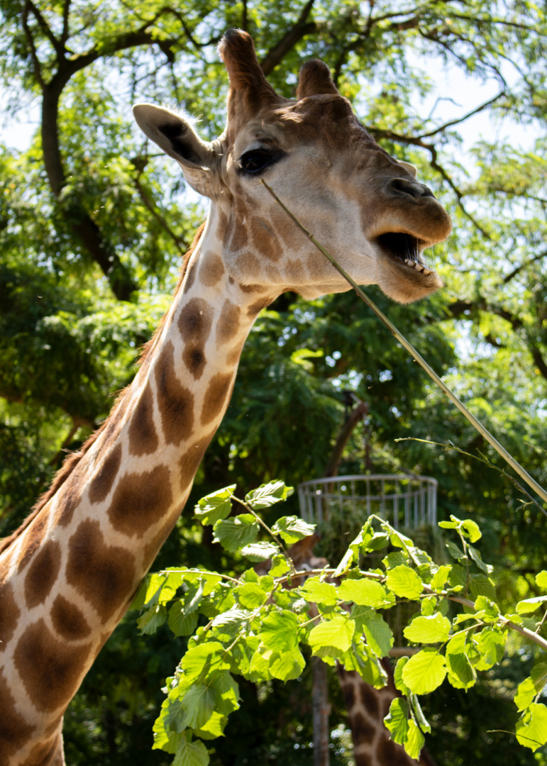 Giraffe