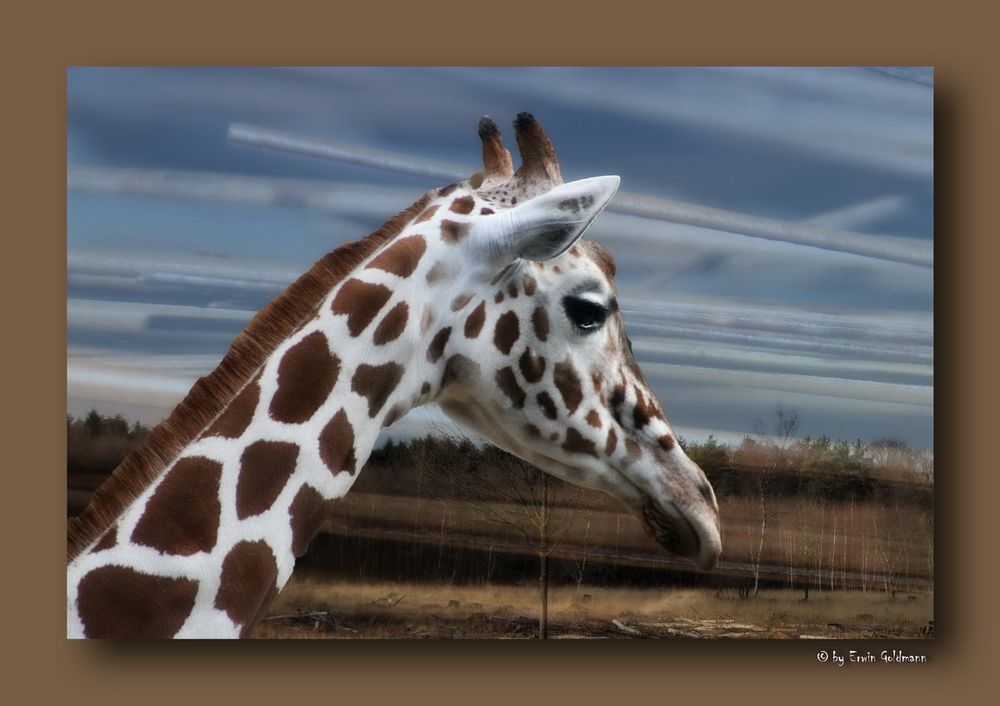 - Giraffe -