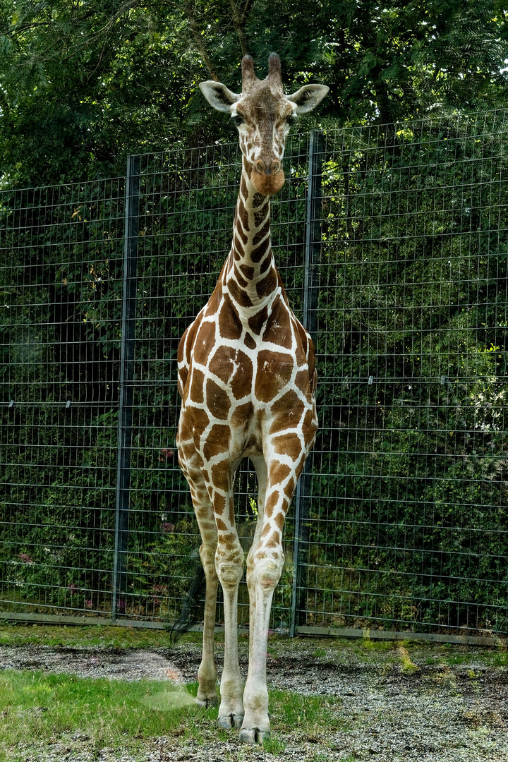 Giraffe