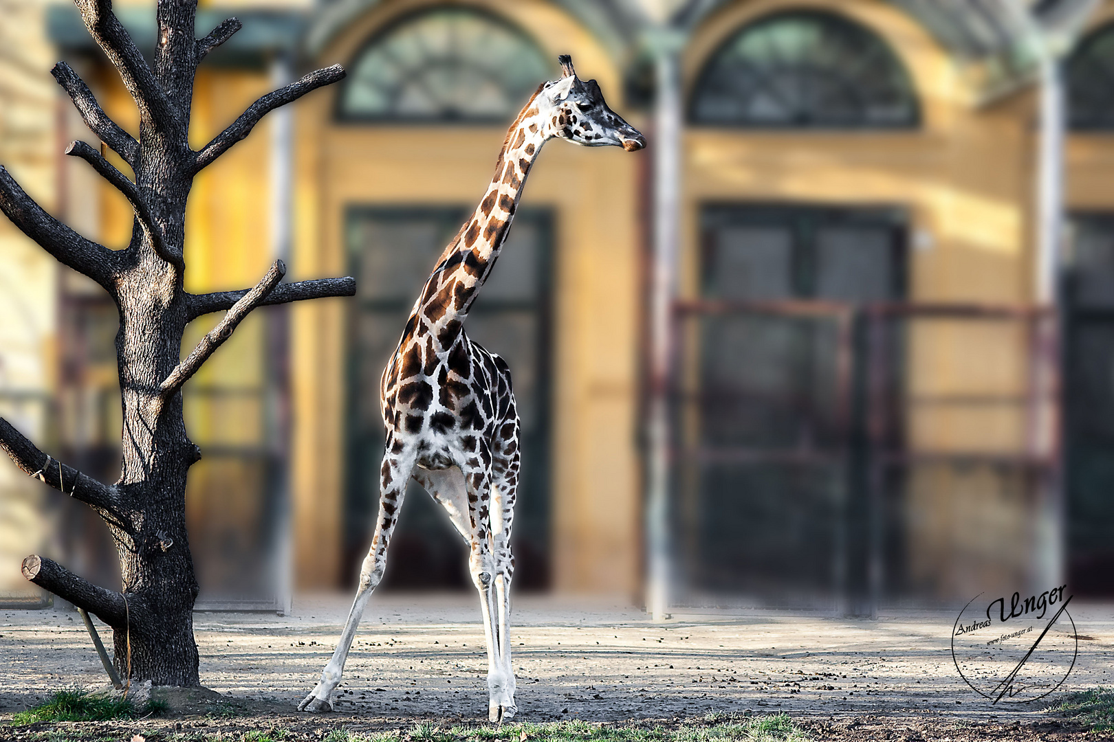 Giraffe