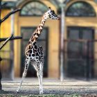 Giraffe