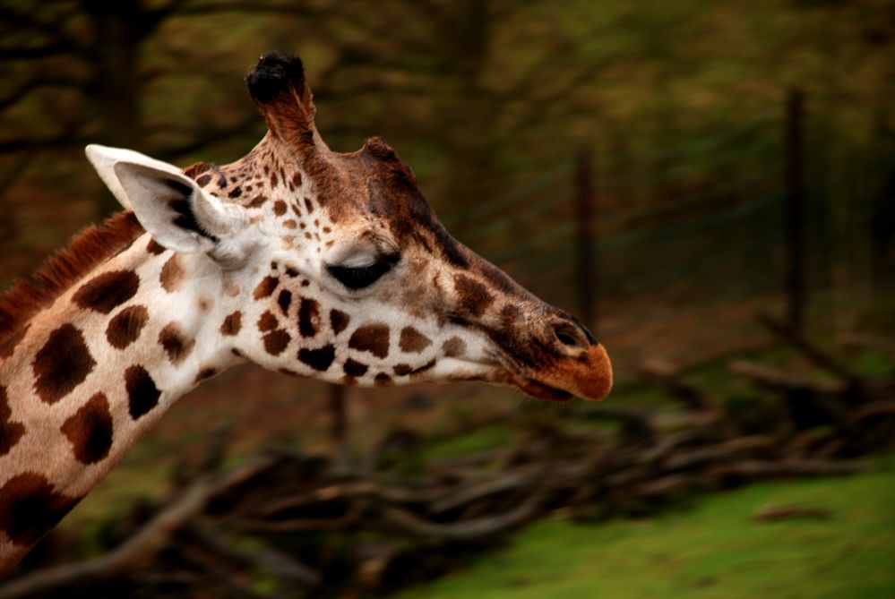 Giraffe