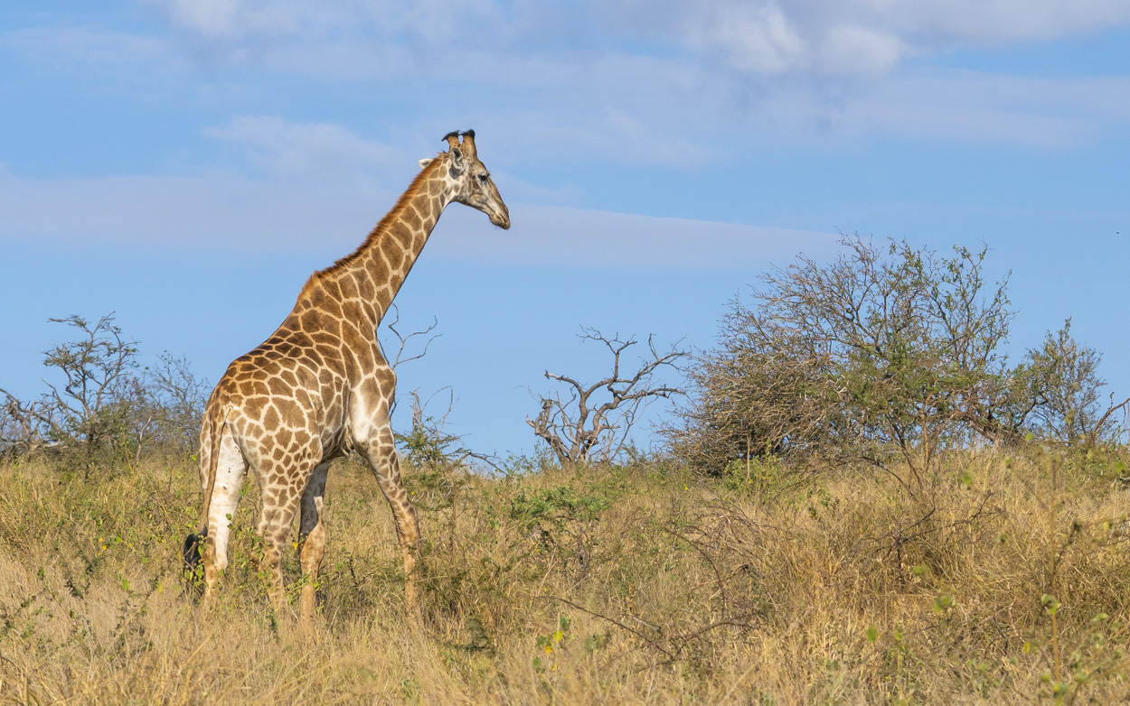 Giraffe Foto & Bild | giraffe, südafrika, zimanga Bilder auf fotocommunity