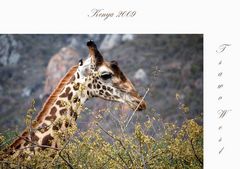 Giraffe