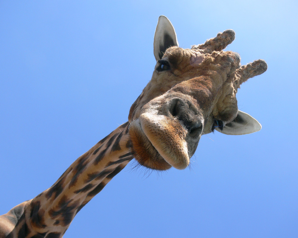 Giraffe