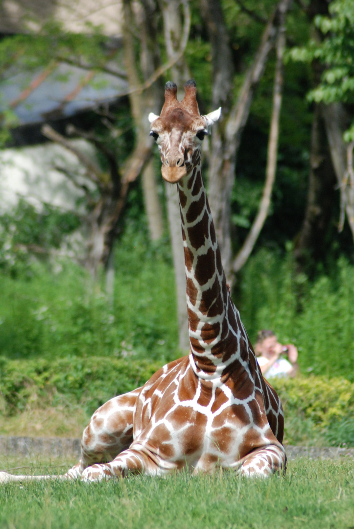 Giraffe