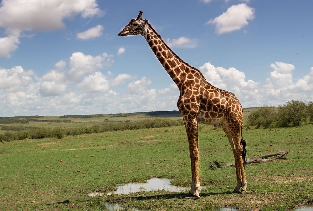 Giraffe Foto & Bild | kenia, masai mara 4, natur, afrika Bilder auf