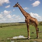 Giraffe