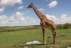 Giraffe