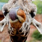 giraffe