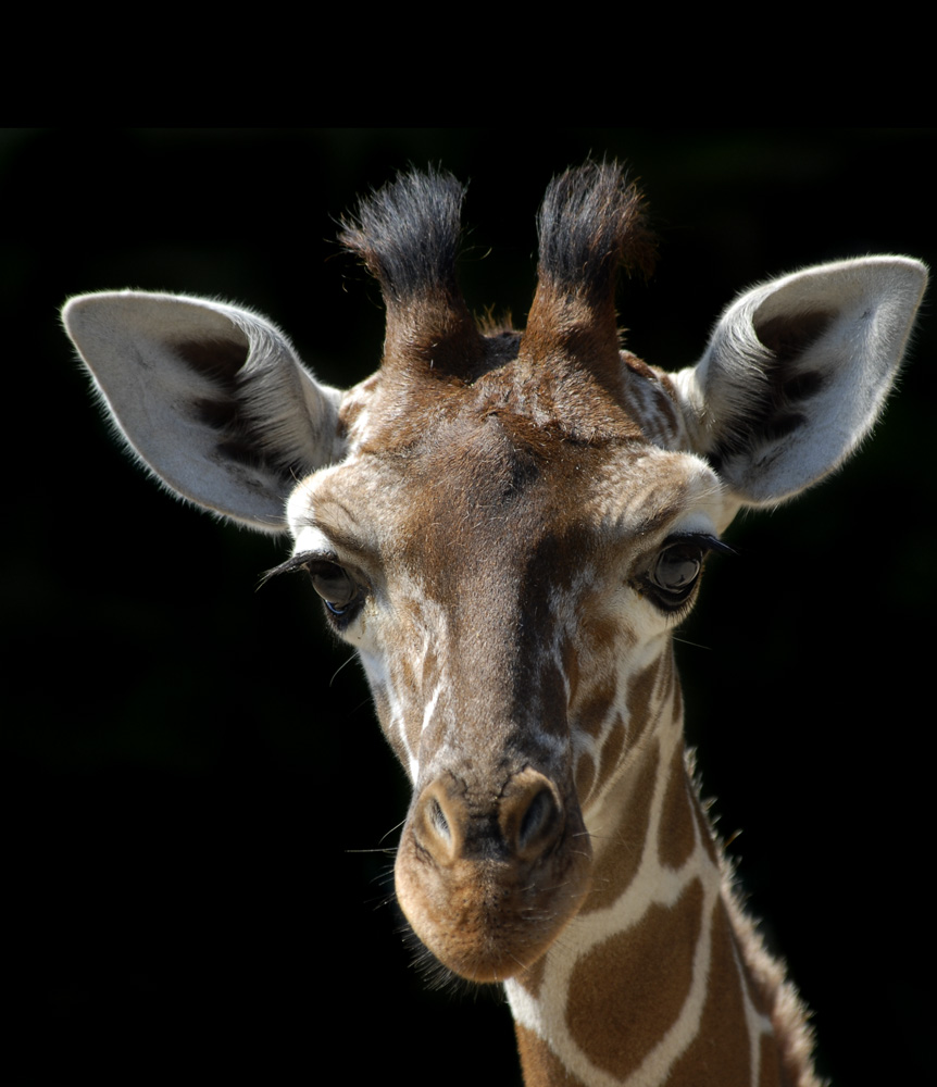 Giraffe von etenassu 