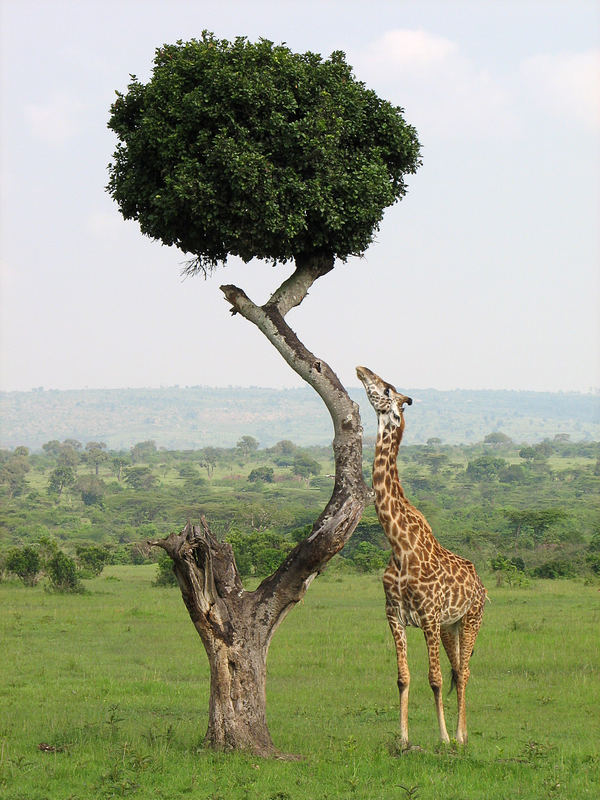 Giraffe