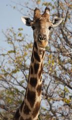 Giraffe