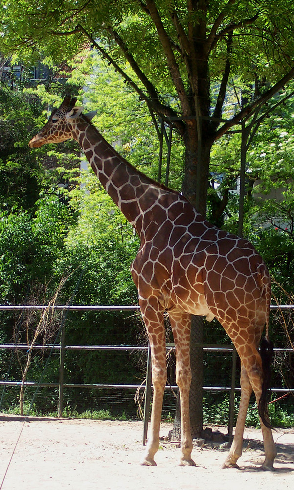 Giraffe