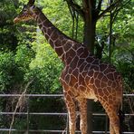 Giraffe