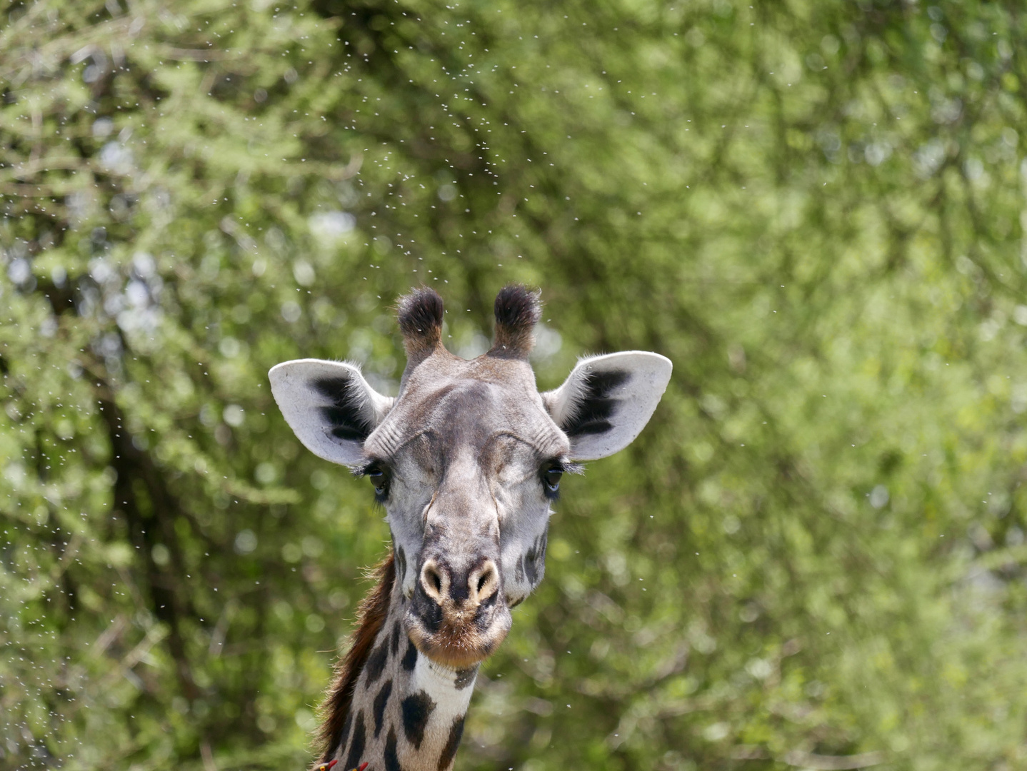 Giraffe