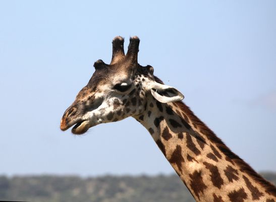 Giraffe