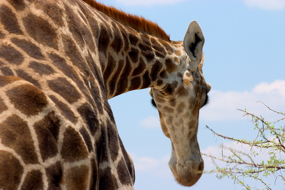 Giraffe by Jutta Waldhelm