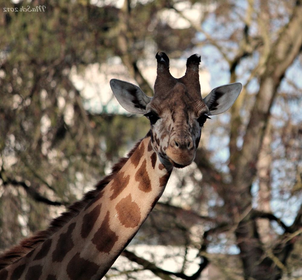 Giraffe :)