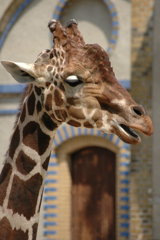 Giraffe