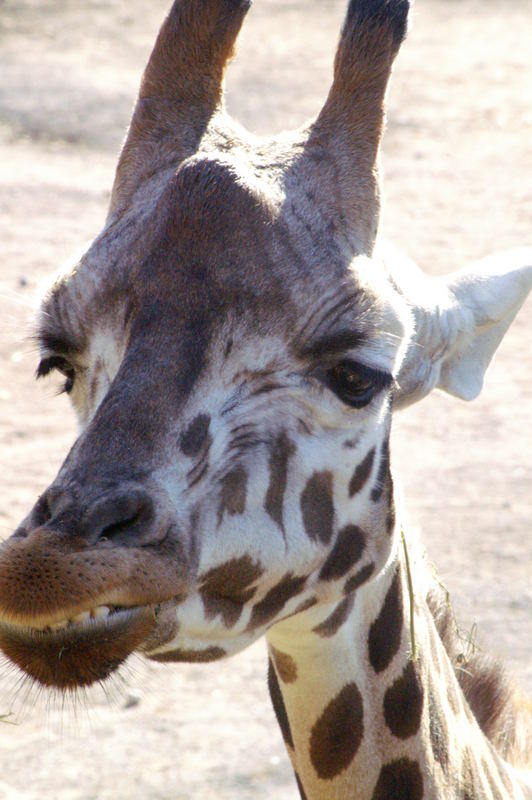 Giraffe