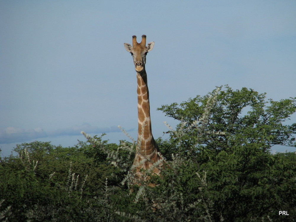 Giraffe