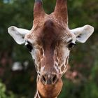 Giraffe 