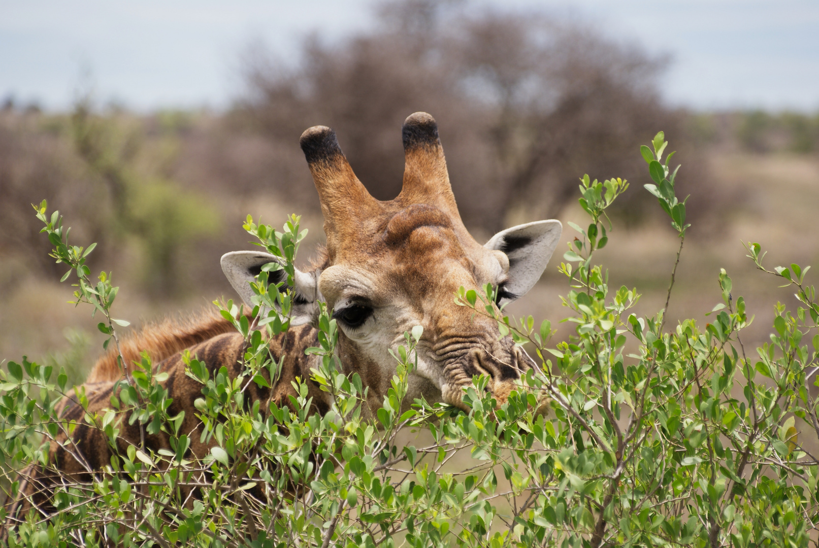 Giraffe