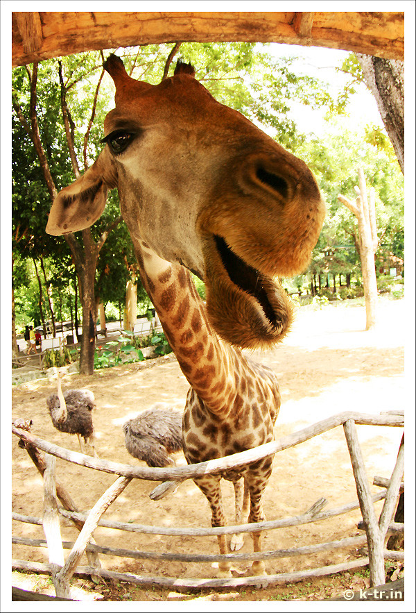 Giraffe