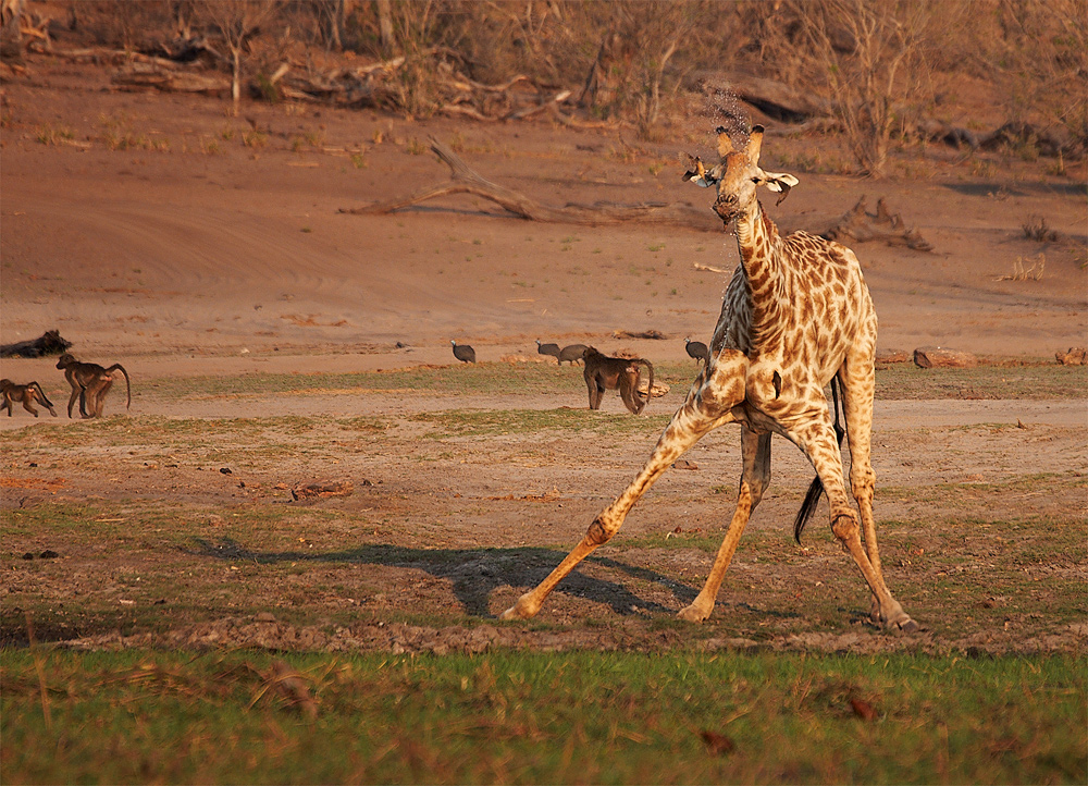 Giraffe after drinking