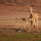 Giraffe after drinking